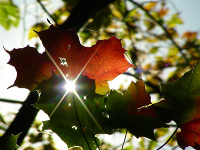 Sunshine through autumn leaves