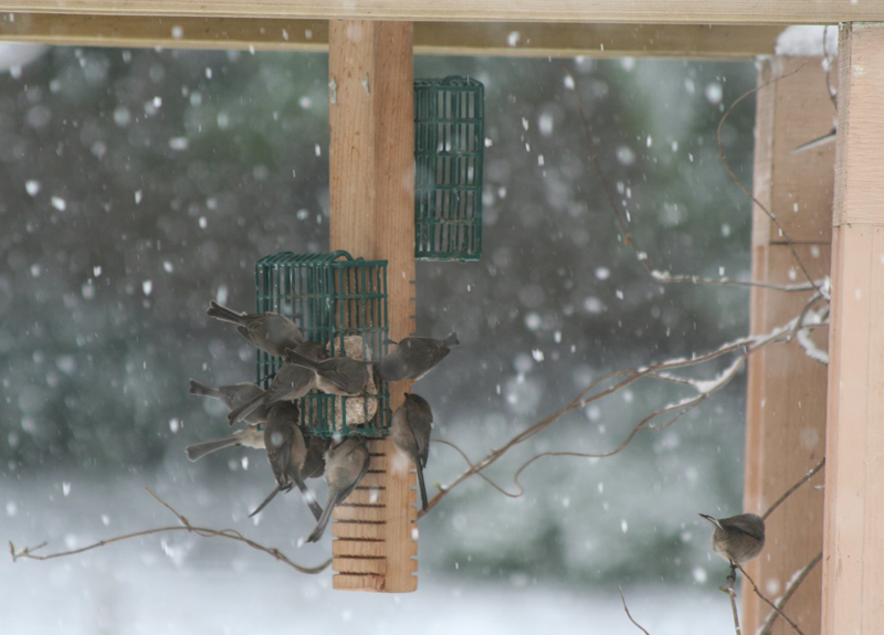 Birds eating at a feeder in winter